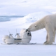 Illustration for article titled Watch Some Polar Bears Adorably Destroy a Nature Shows Spy Cameras